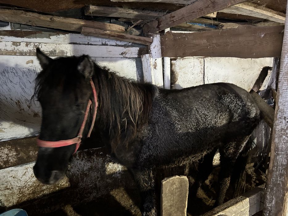 Тай сатылады согымга