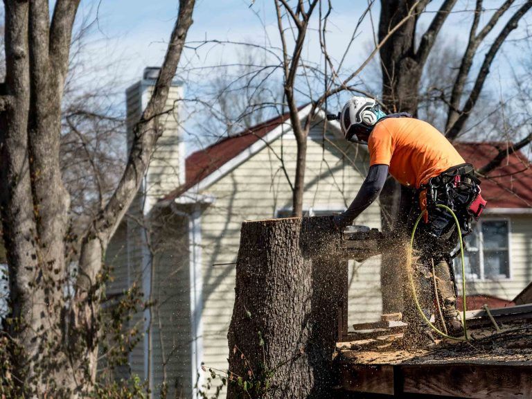Спил распил деревьев обрезка плодовых деревьев