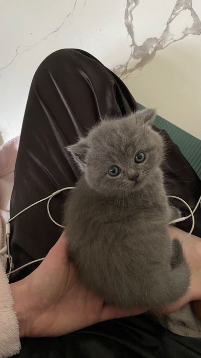 Британский короткошерстный котенок