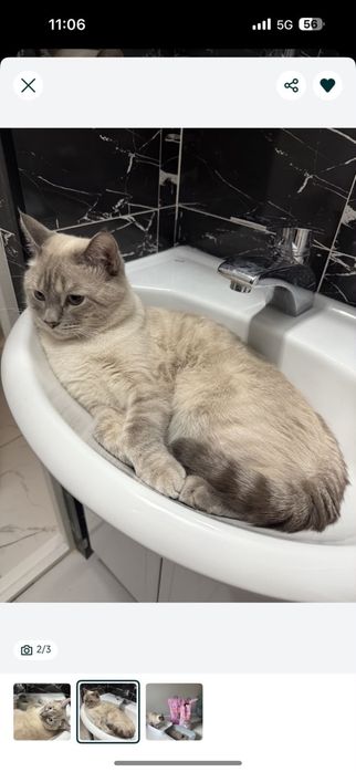 Отдадим кота на добрые руки