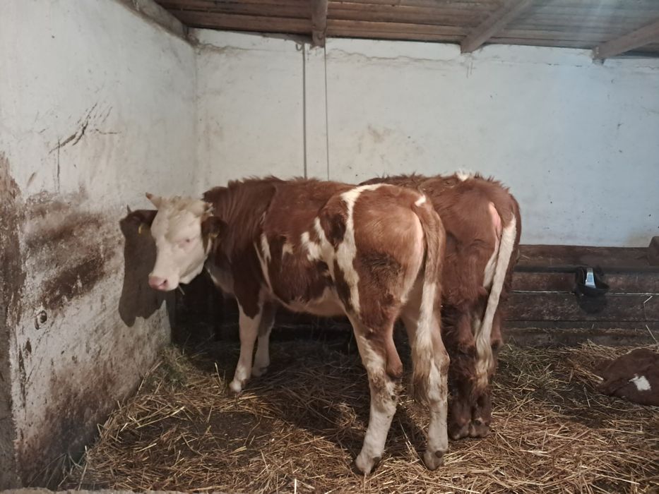 Junici baltata romaneasca