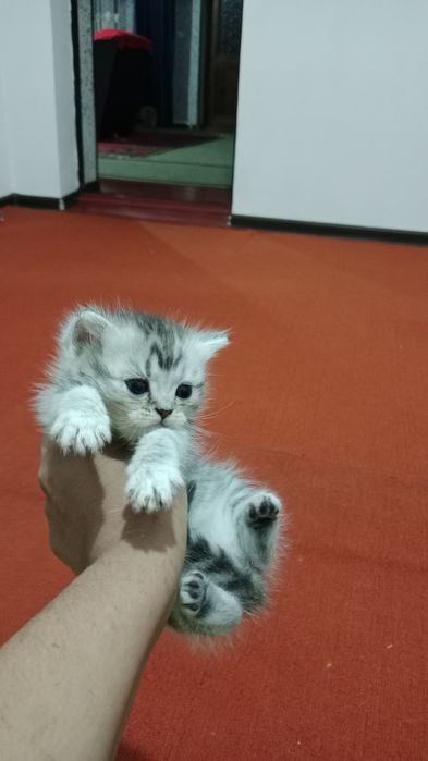 Sotiladi  siruchna arzon qiberamani
