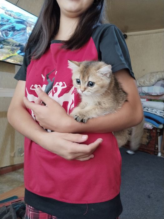 Продаётся британская золотая шиншилла девочка.