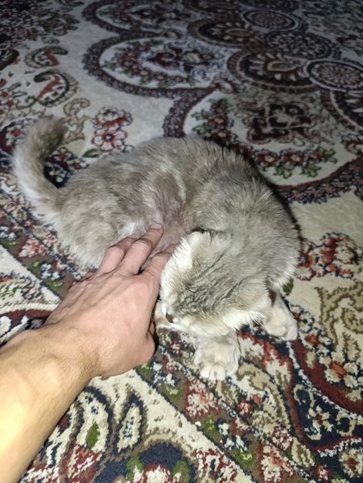 Прадайотса кошка