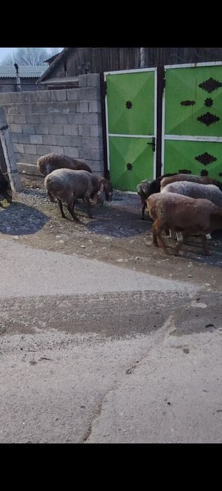 Арашан кошкар арашан баран