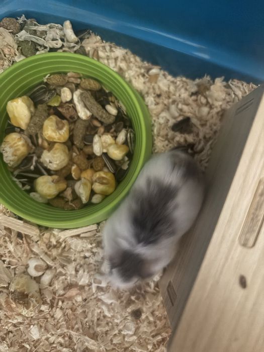 Hamster pitic pui 1 luna