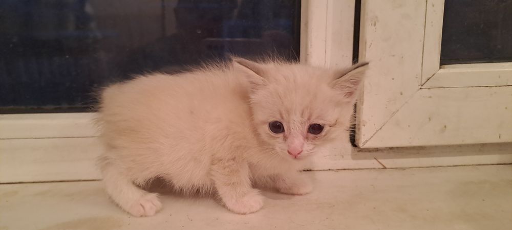 Отдам котят 3 недели