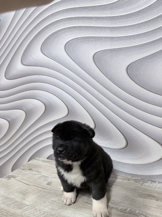 Щенки американской акиты