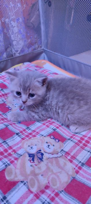 Продам  шотландского мальчика.