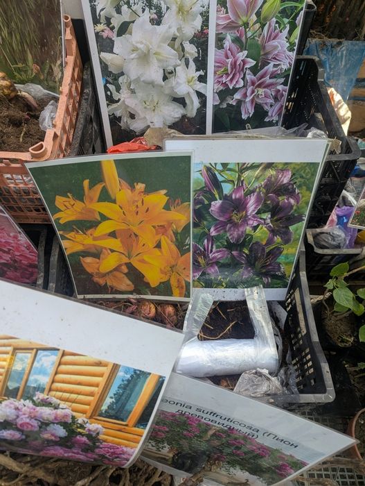 Продаются различные цветы