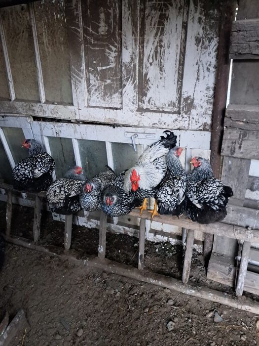 Vând ouă pentru incubat