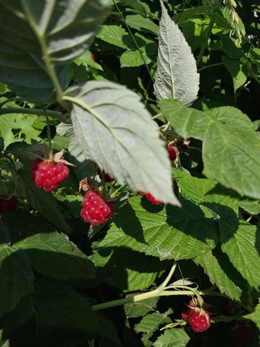 Продам саженцы малины, клубники