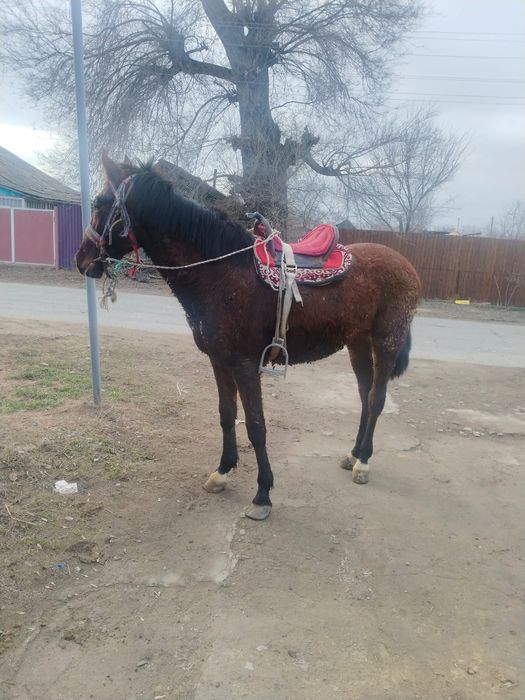 Продаю  таичика 1.5