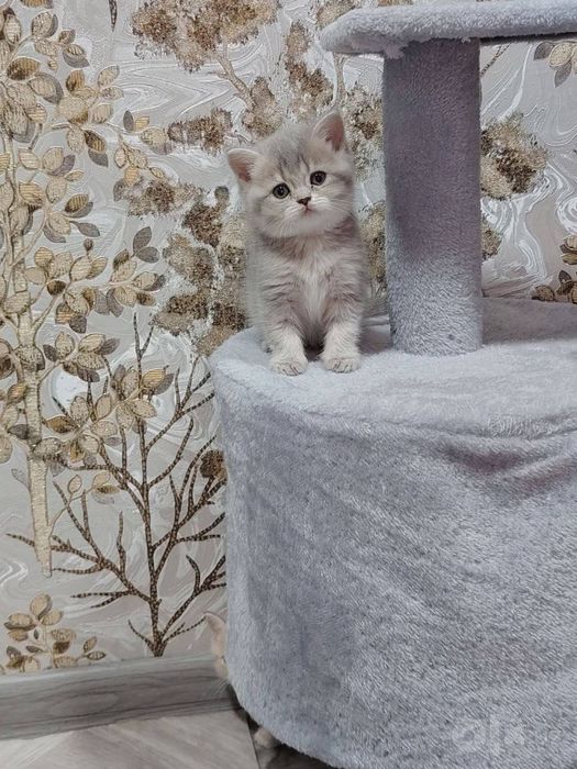 Британские шиншиллы