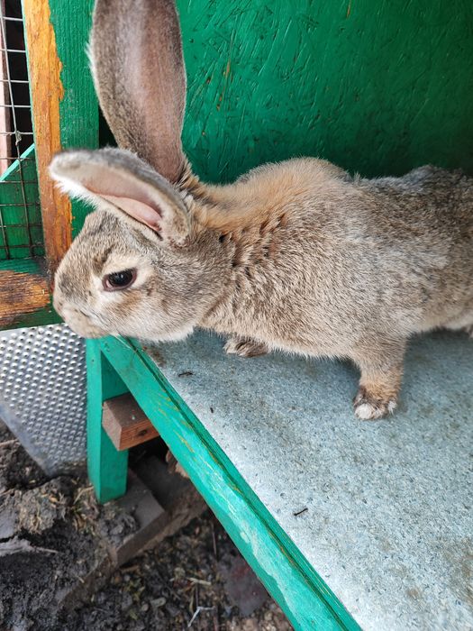 Животные, кролики