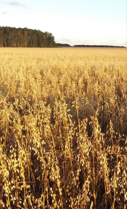 Продам Крестьянское хозяйство