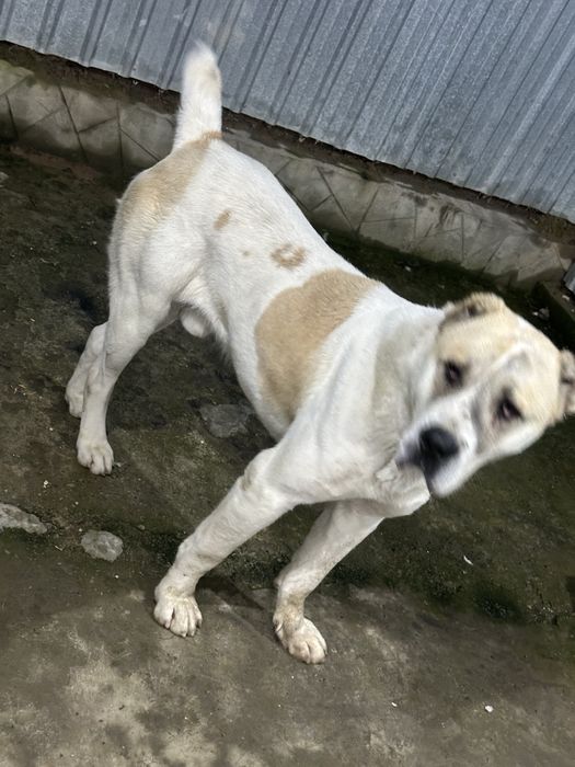 Srochna sotladi Alabay 2 yosh erke preslarga adena boxo berasila