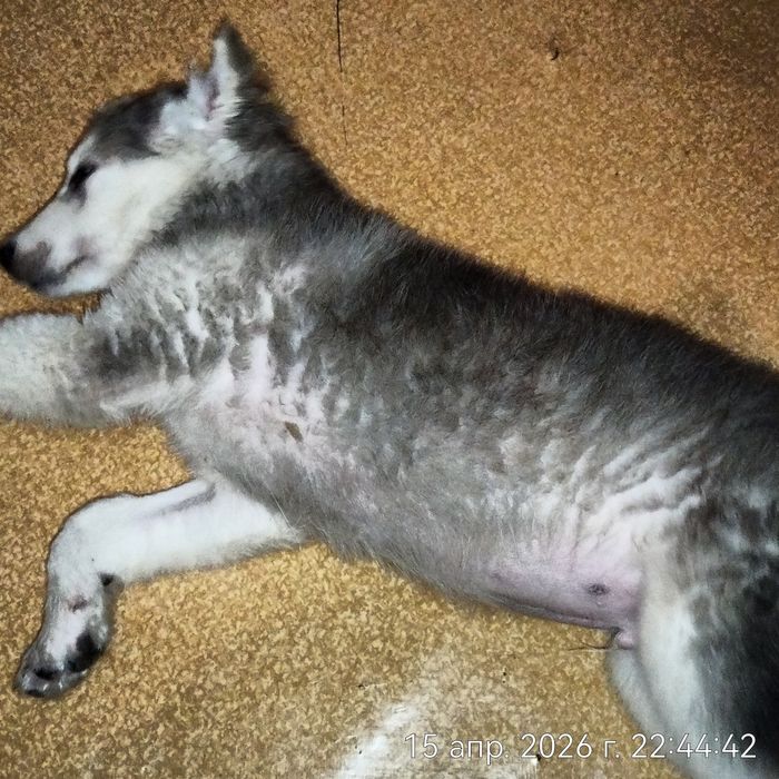 Щенок в поисках дома.