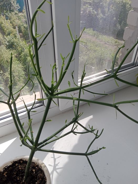 Продам цветы.Цены от 500 и выше.