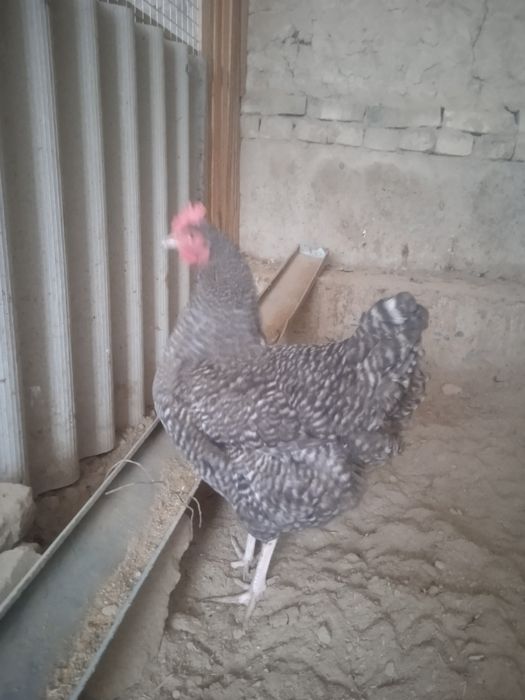 Amroks jojalari sotiladi 35 min 1 oyligi