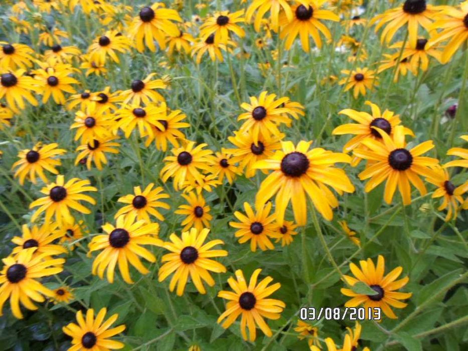 Продам саженцы ромашки (Жёлтая и Белая)