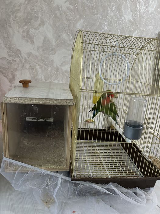 папугай не разлучники