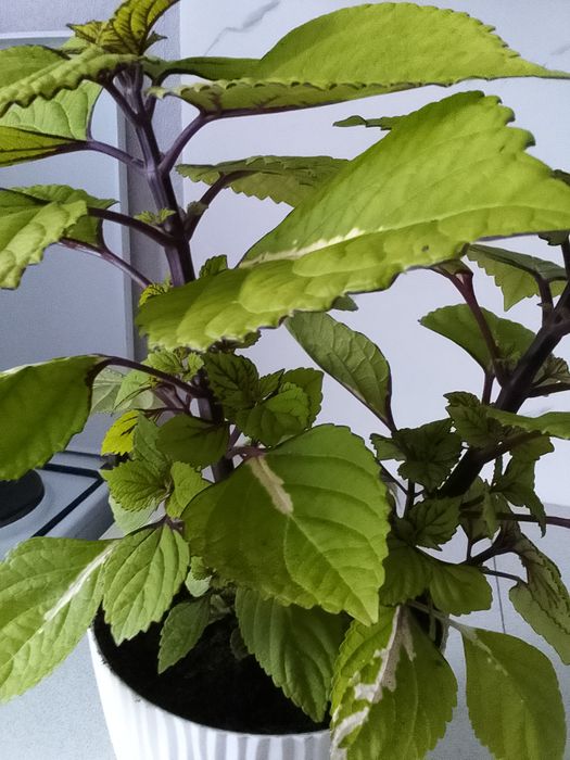 Продам комнатный цветок Колеус