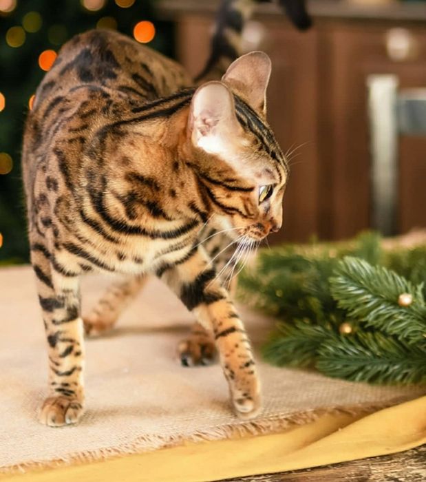 Бенгальские котята с документами