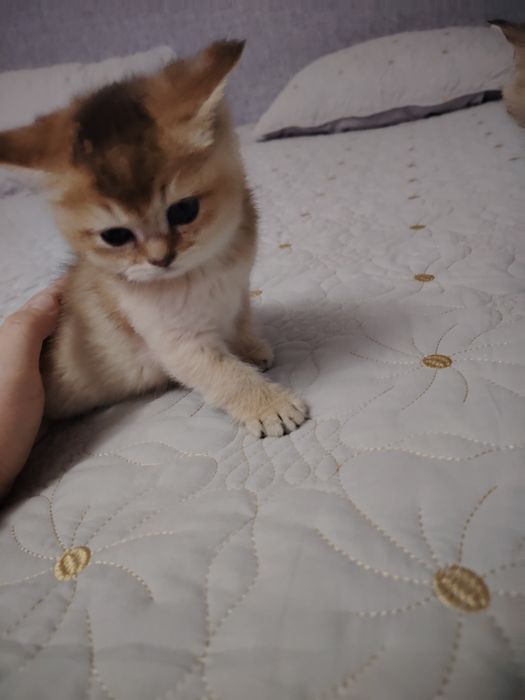 Котята британской шиншиллы