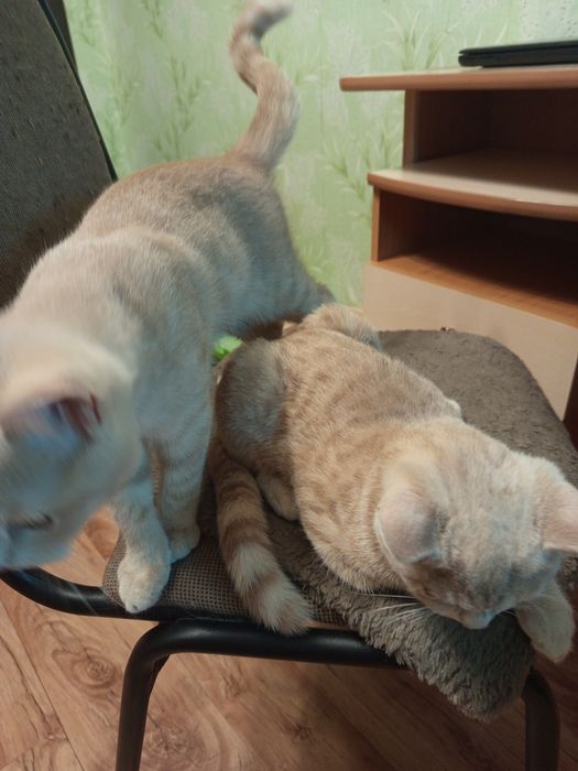 Котята шотландской породы