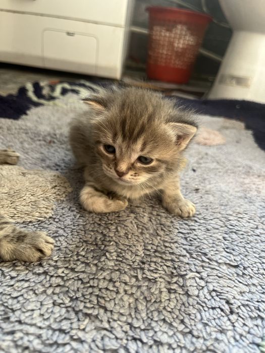 Отдам котят в добрые руки