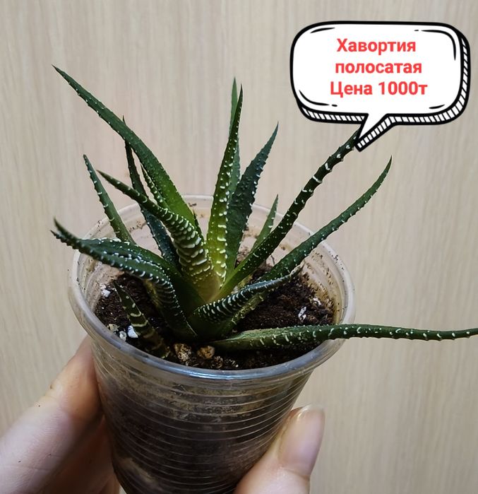 Продам комнатные цветы