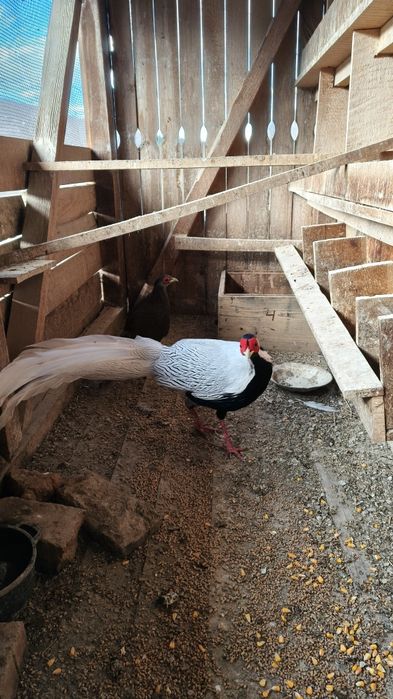 Fazani argintii  de vanzare