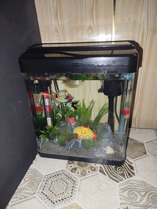 Akvarium sotiladi baliqlari bilan