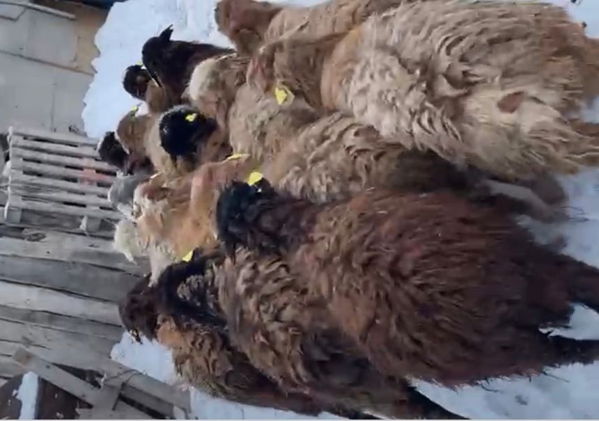 Продам бараны с откорма 12 голов токты годовалый 62 тыс из них 7 ко