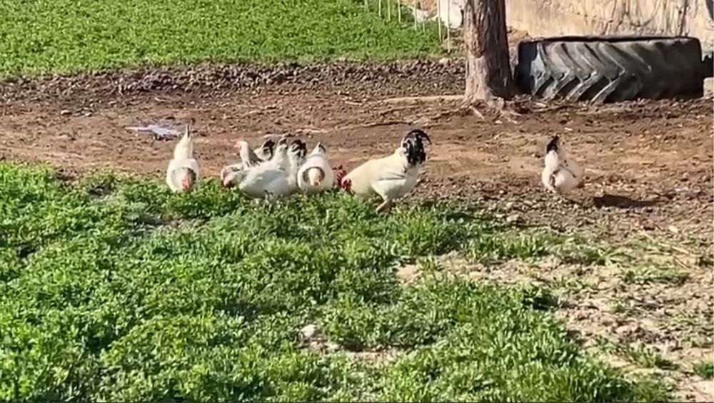 Яйцо Адлер, адлер жұмыртқасы