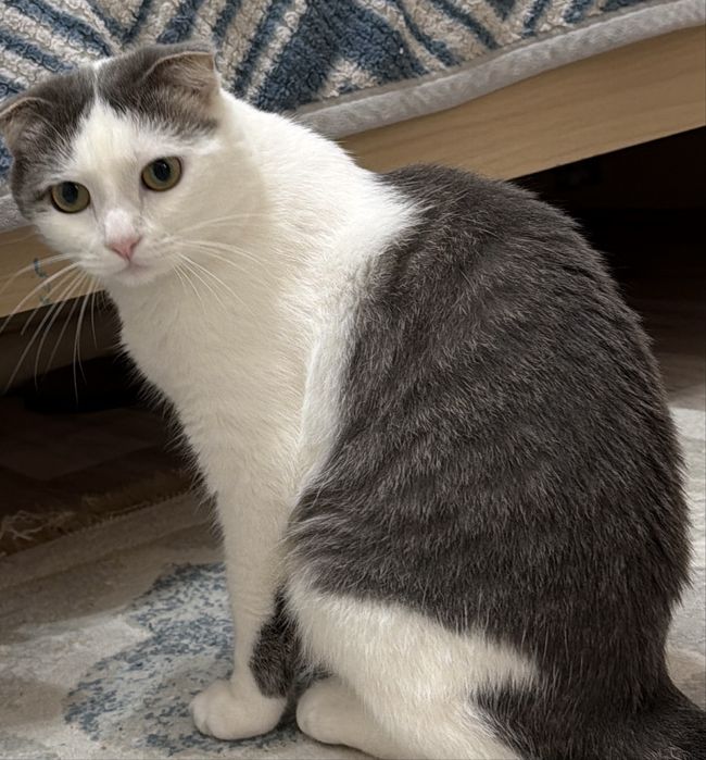 Отдам Кота Бесплатно