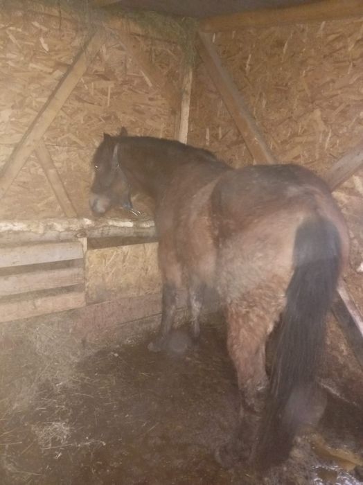 Mânză de 3 ani garantata