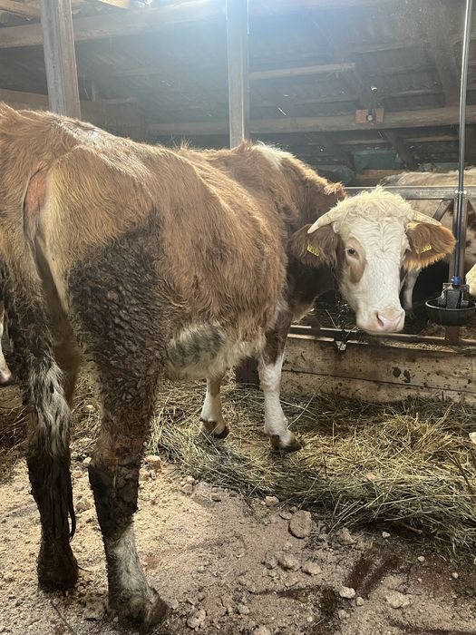 Vaca de 5 ani gestanta in 7 luni