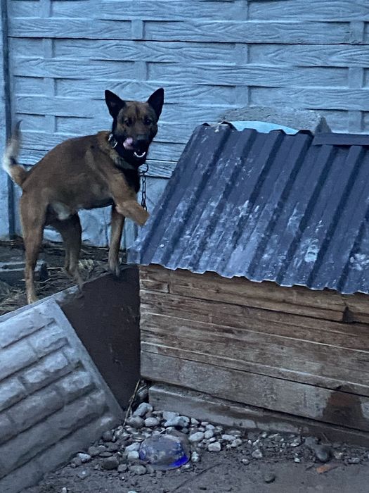 БельгийскаЯ ОвчаркА Срочно!