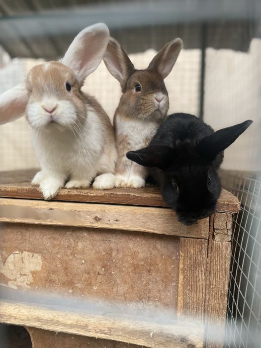 Карликовые кролики