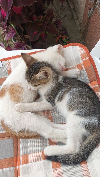 Donez spre adoptie