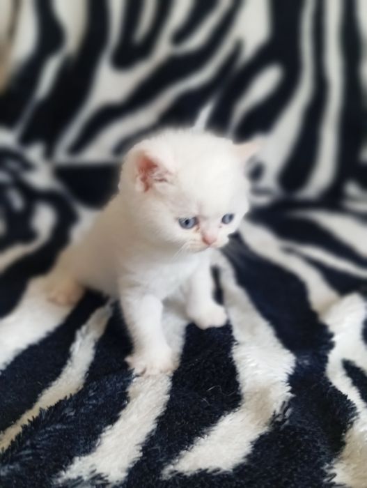 Британские короткошерстные котята