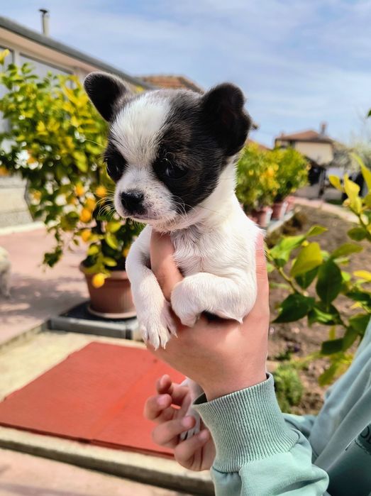 Момиченце чихуахуа