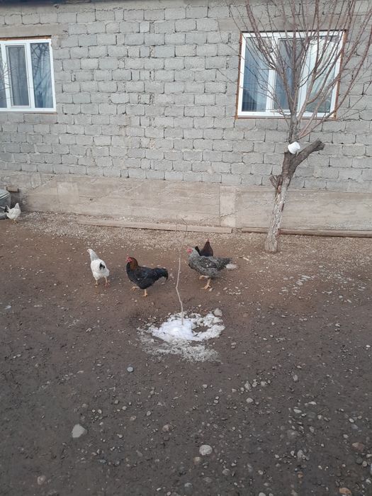 2 қораз бар.Жас қораз