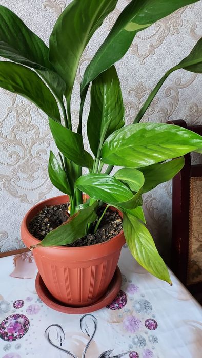 Комнатные  цветы