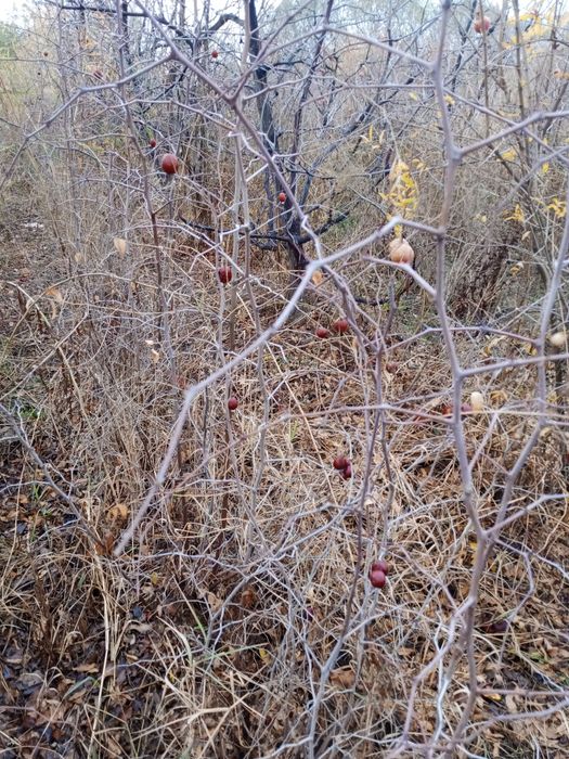 Chilonjiyda koʻchati