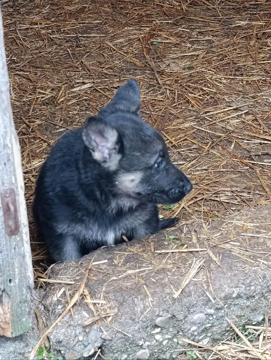 Продавам кученца