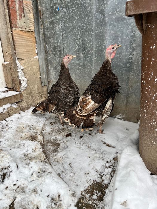 Продават се пуйки