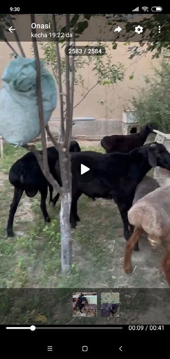 Qoʻchqorlar bor sotiladi